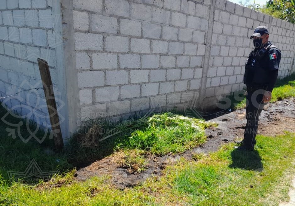 En funciones de patrullaje, asegura SSC planta de marihuana en Tzompantepec